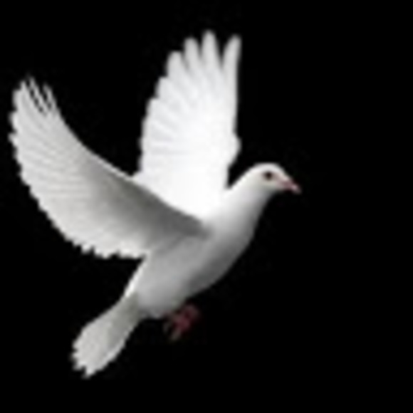 Meet your Posher, Lambscutabove - Picture 1 of 1